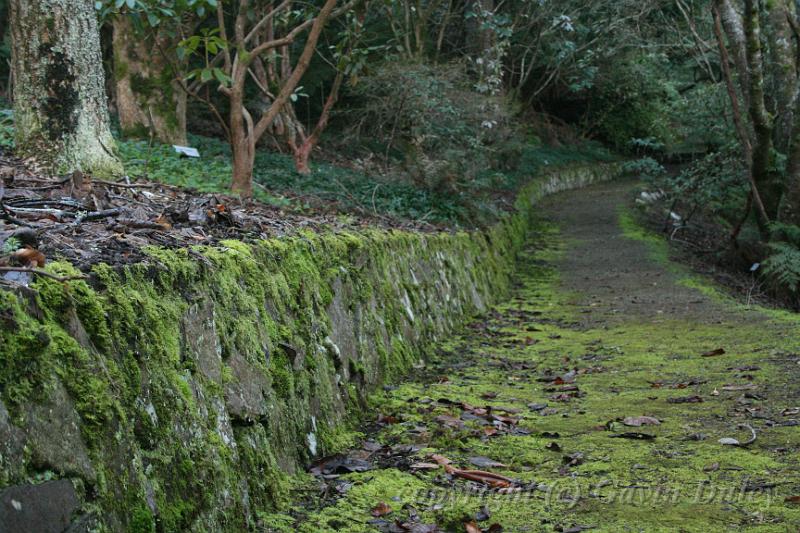 Moss, Pirianda Gardens IMG_7010.JPG